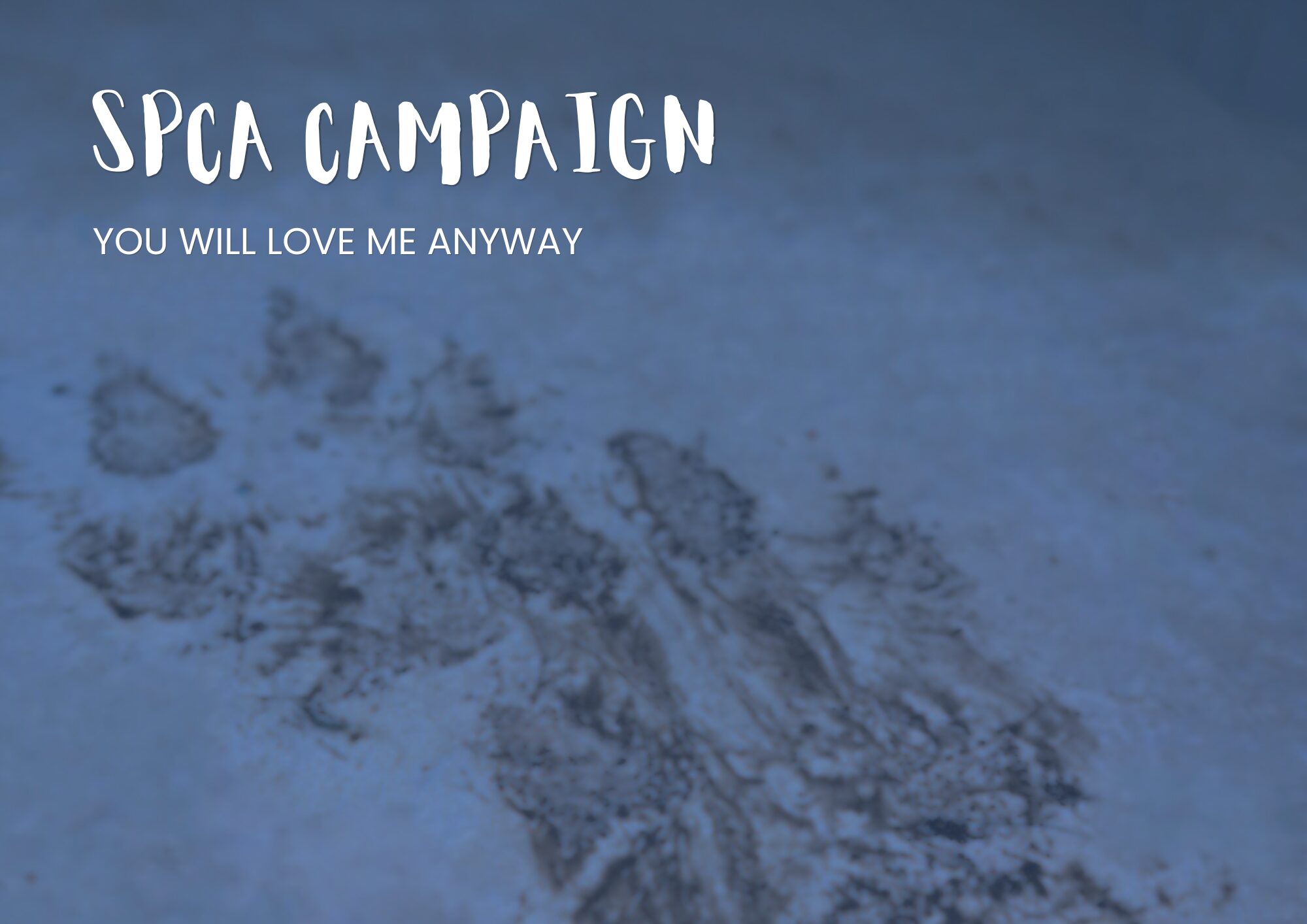 spca behance